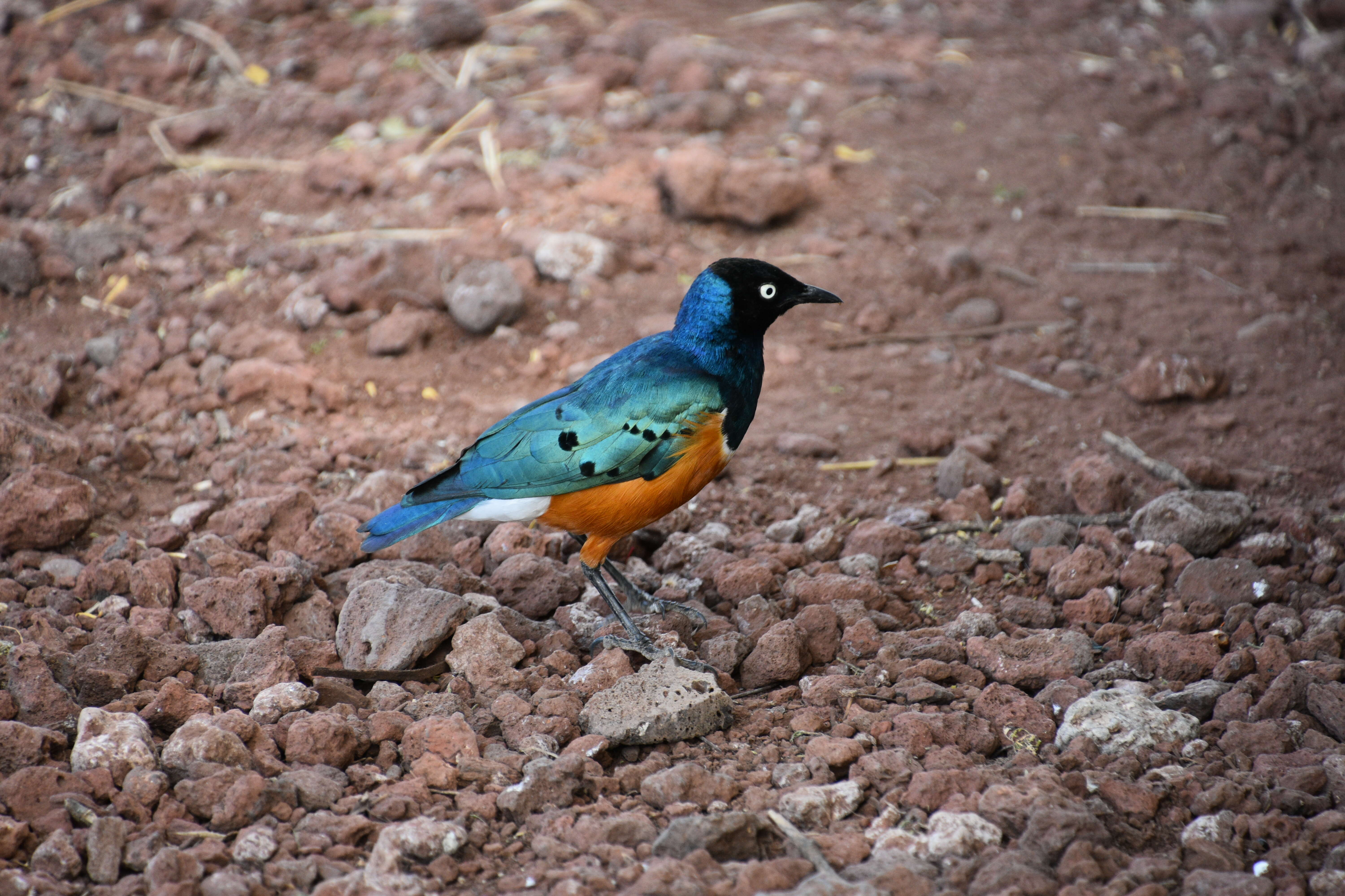 Image of Superb Starling