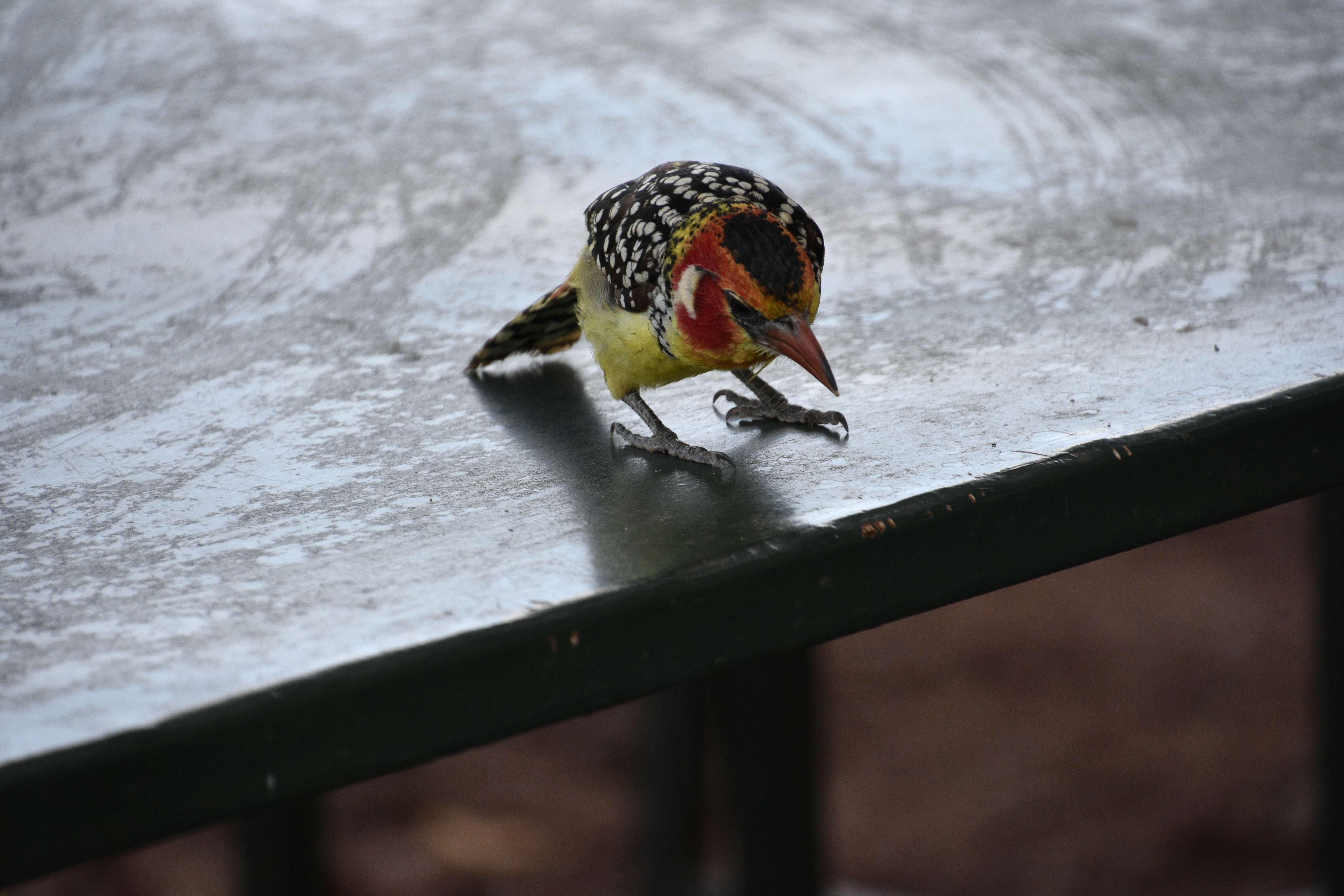 Image of Red-and-yellow Barbet