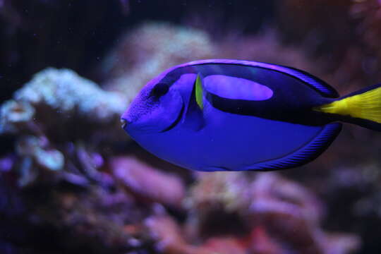 Image of Paracanthurus