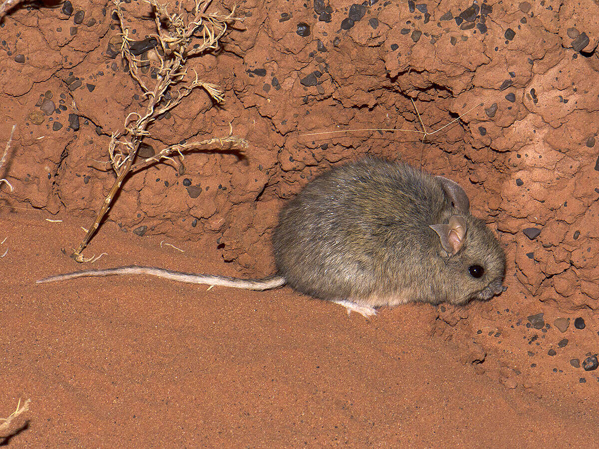Image of Plains Mouse