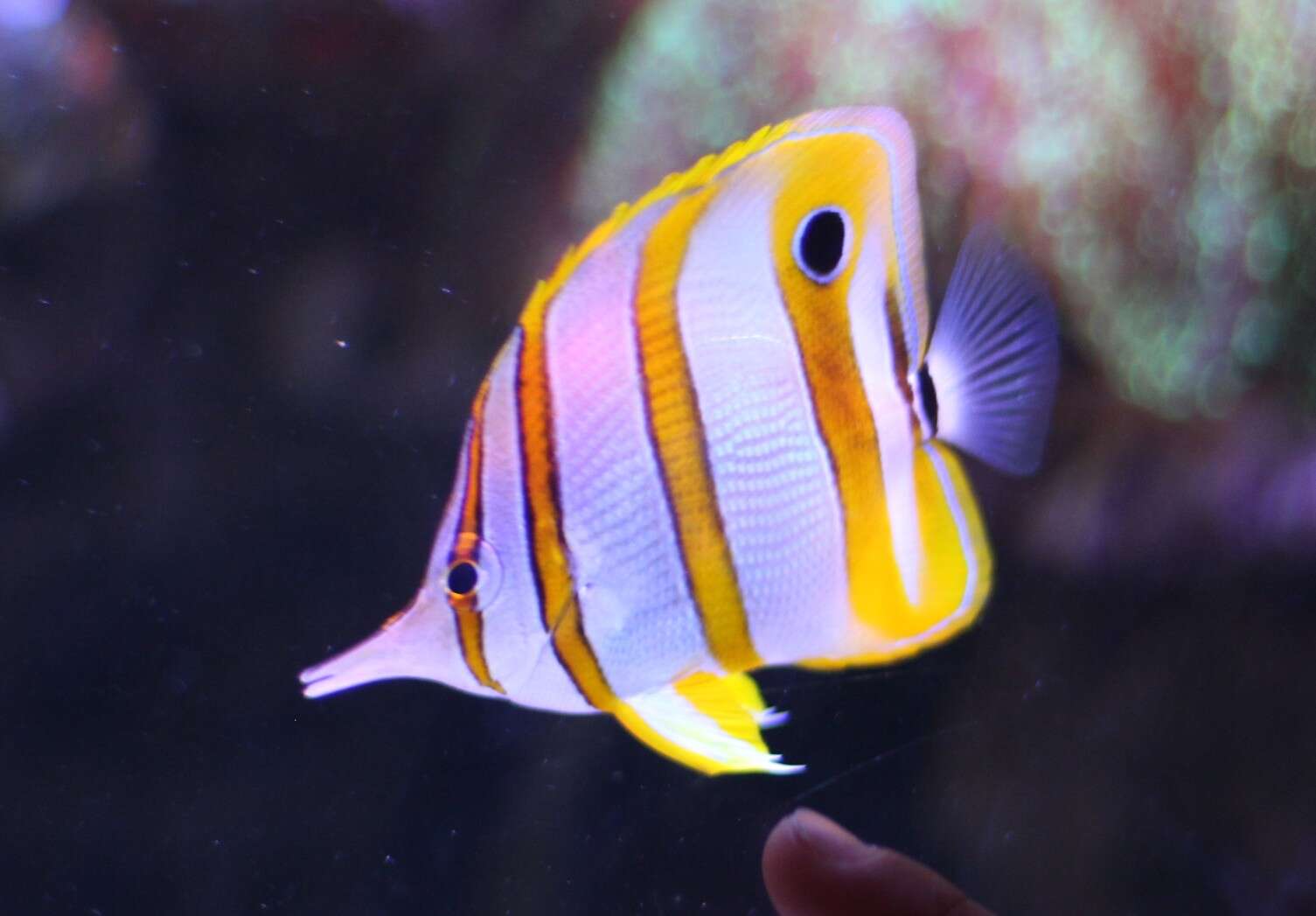 Image of Banded Longsnout Butterflyfish