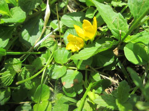 Image of creeping jenny