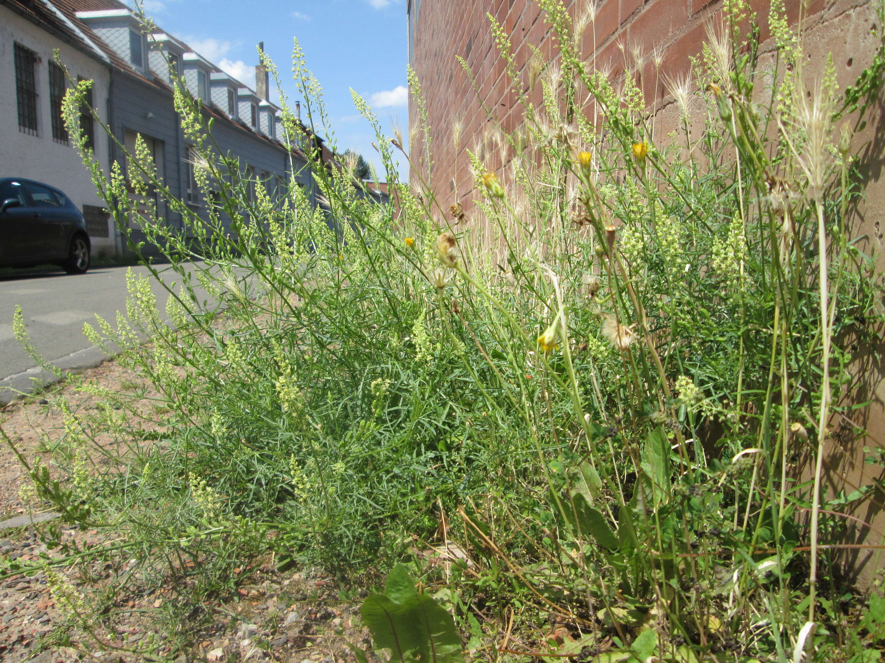 Слика од Reseda lutea L.