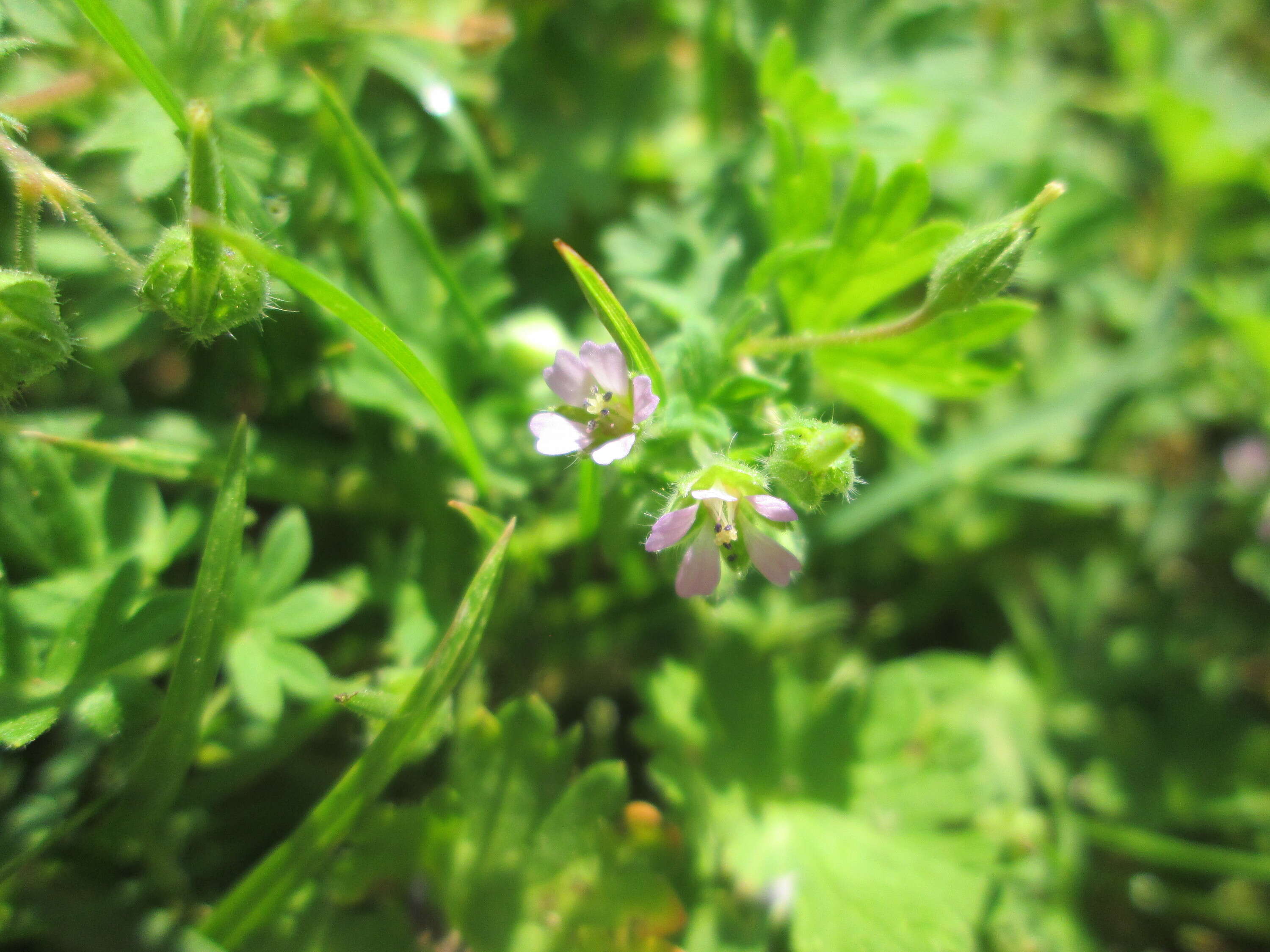 Image of Small-flowered Cranesbill