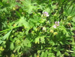 Image of Small-flowered Cranesbill