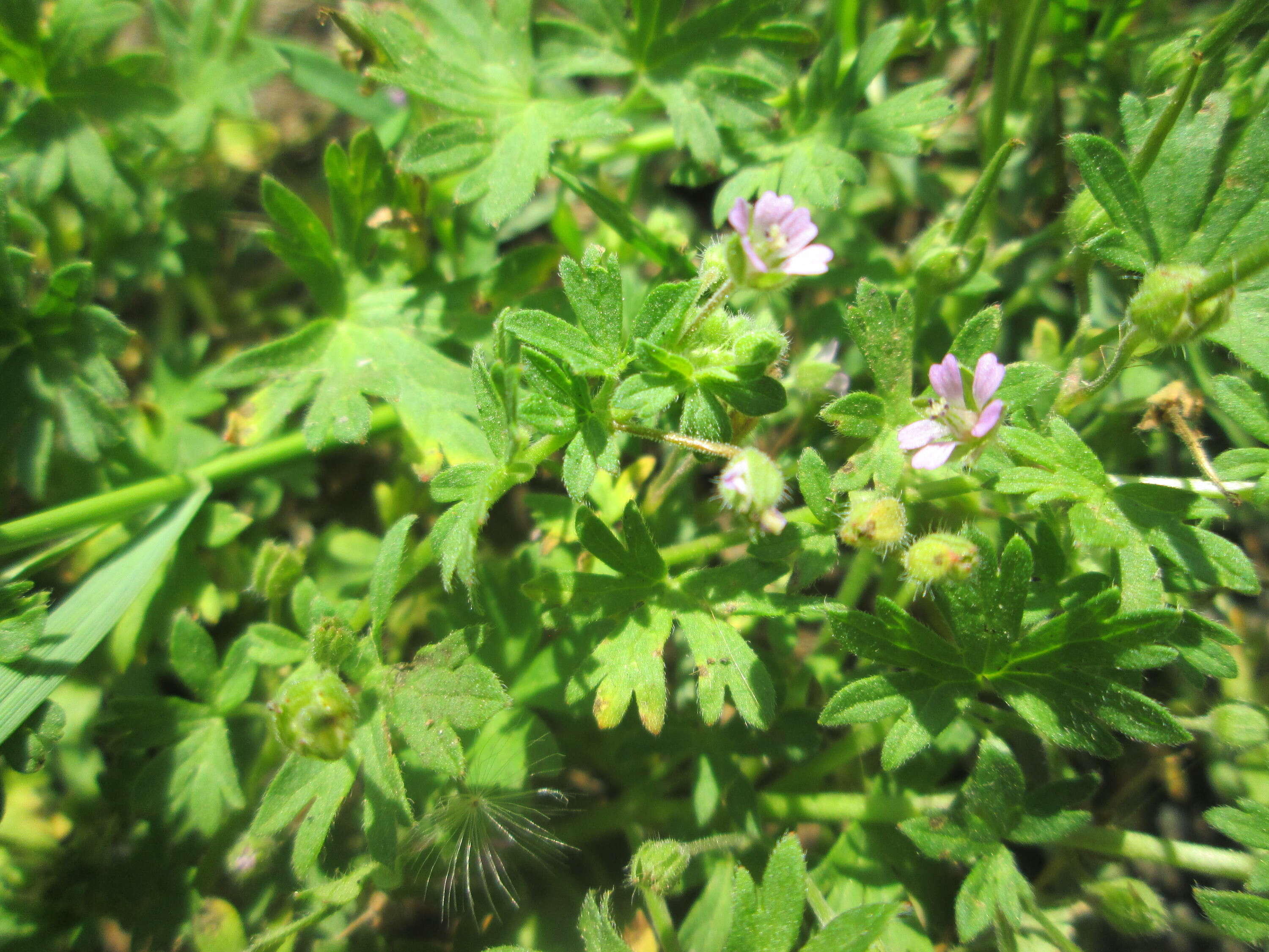 Image of Small-flowered Cranesbill