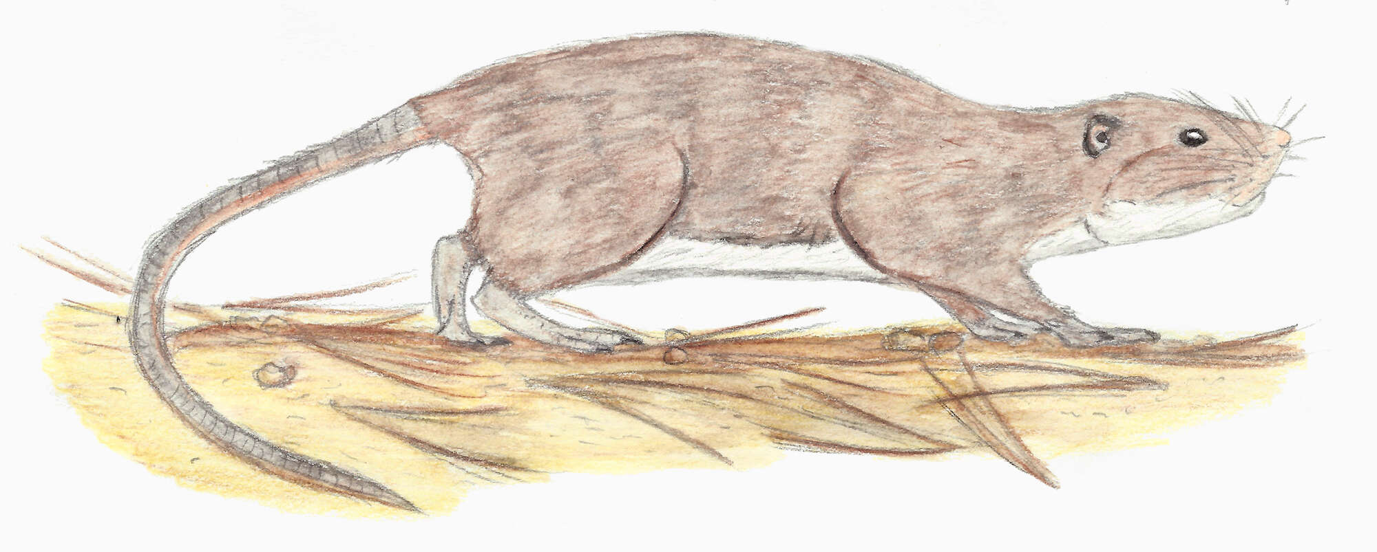 Image of Gran Canaria giant rat