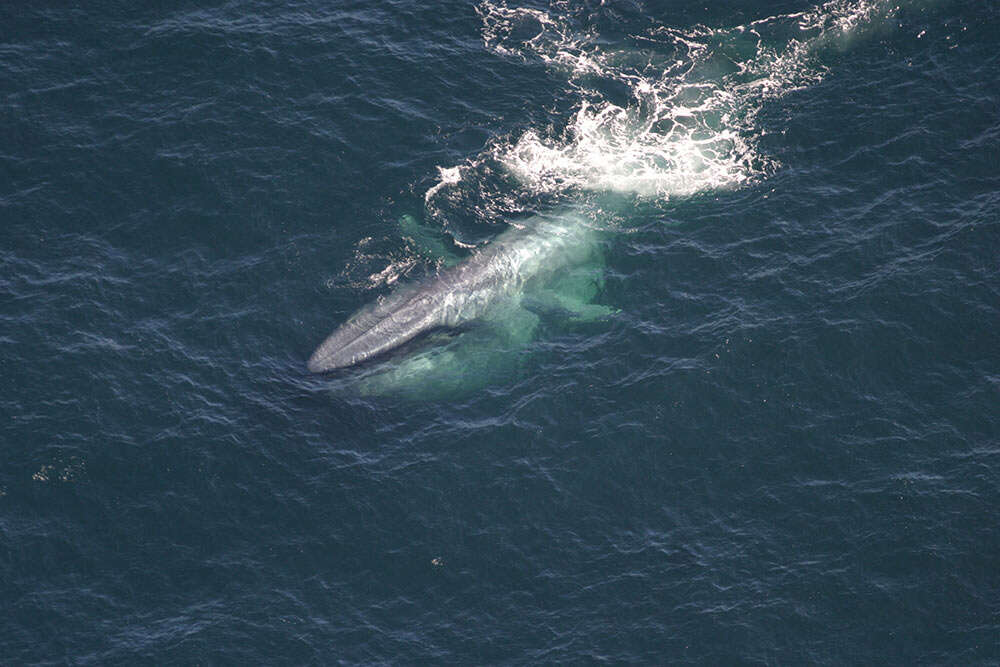 Image of Pygmy Blue Whale