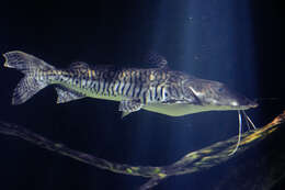 Image of Tiger catfish