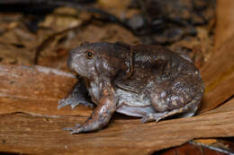 Image of Balloon Frogs