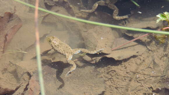 Image of Yellow–bellied Toad