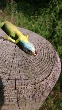 Image of Western Green Lizard