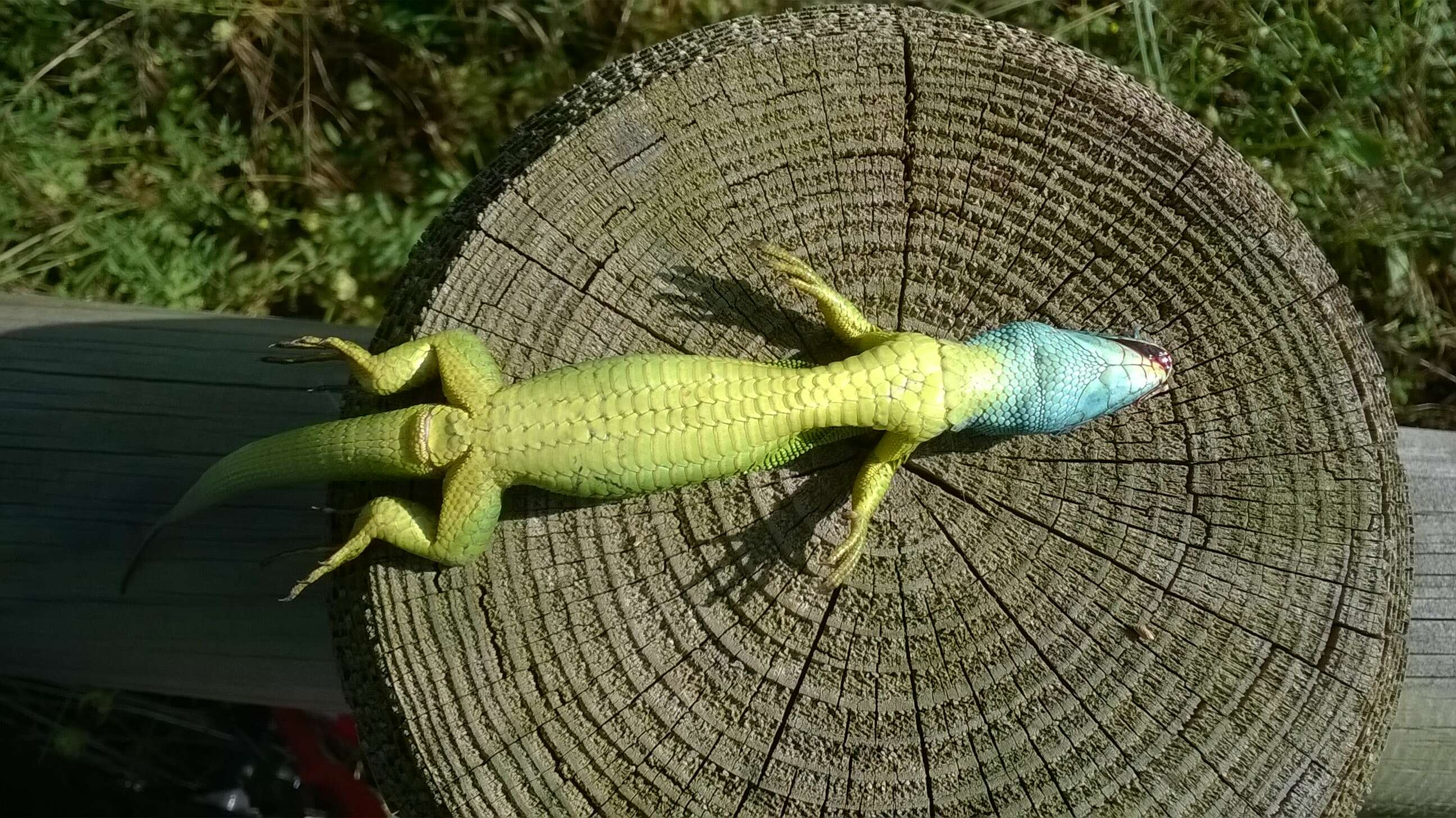 Image of Western Green Lizard