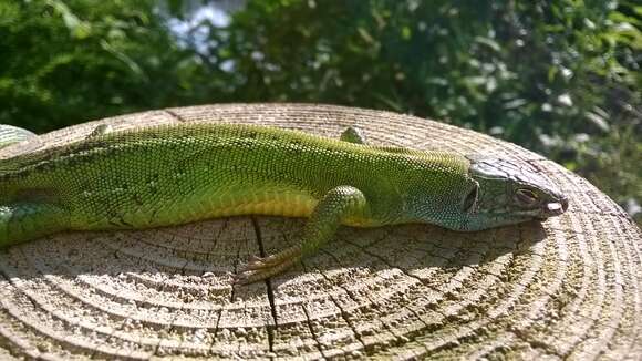 Image of Western Green Lizard