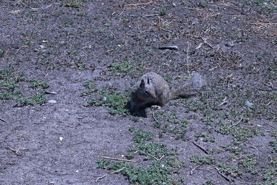 Image of Otospermophilus Brandt 1844