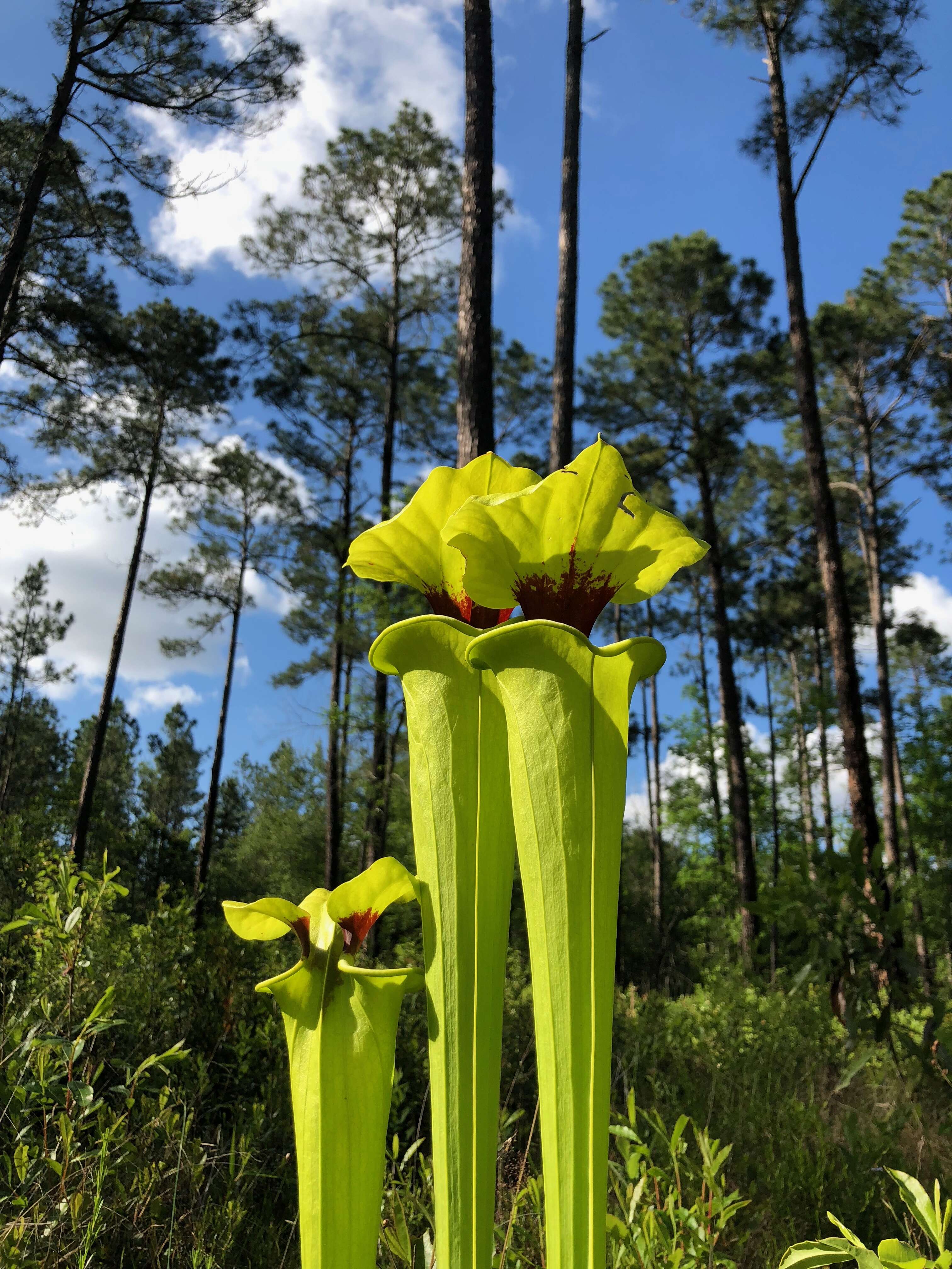 Image of Green Pitcherplant