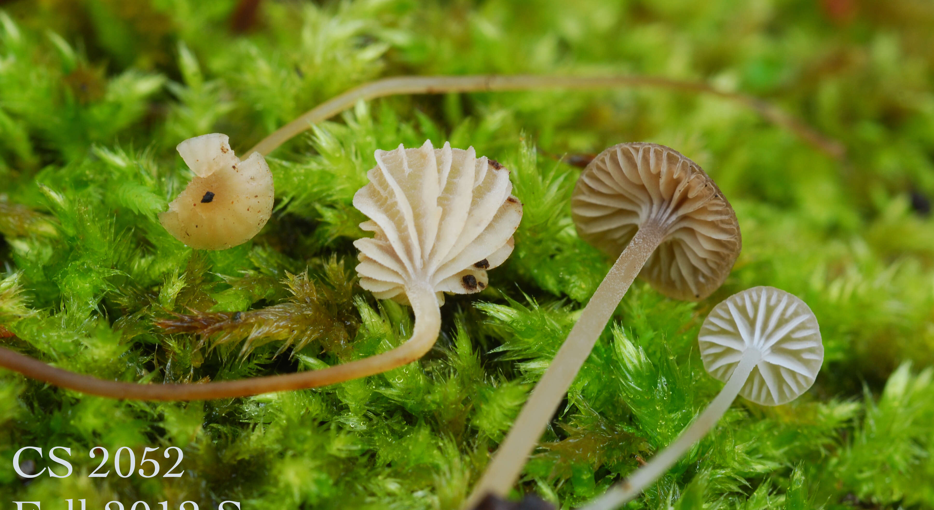 Image of fayodia lichen
