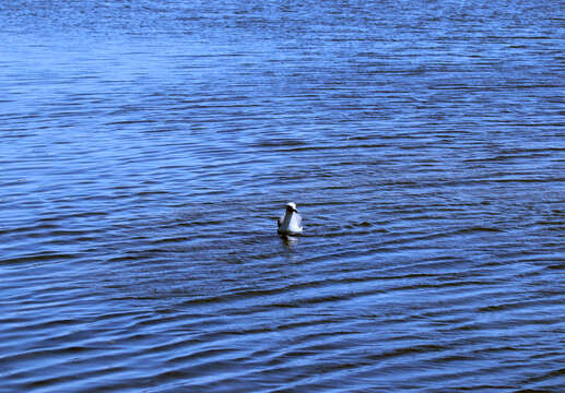 Larus californicus Lawrence 1854 resmi