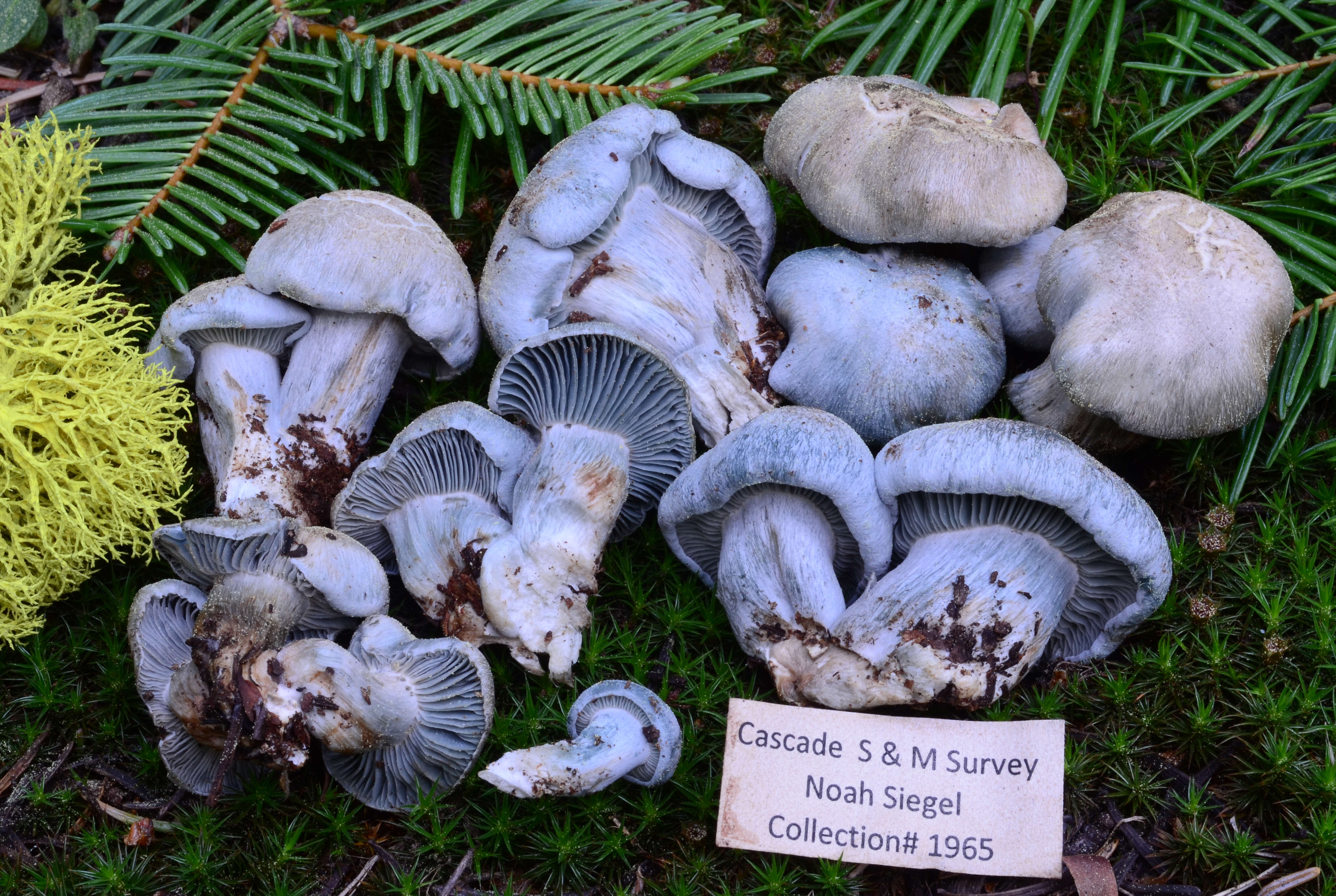 Image of Hygrophorus caeruleus O. K. Mill. 1984