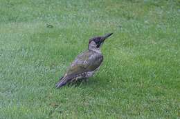 Image of Eurasian Green Woodpecker