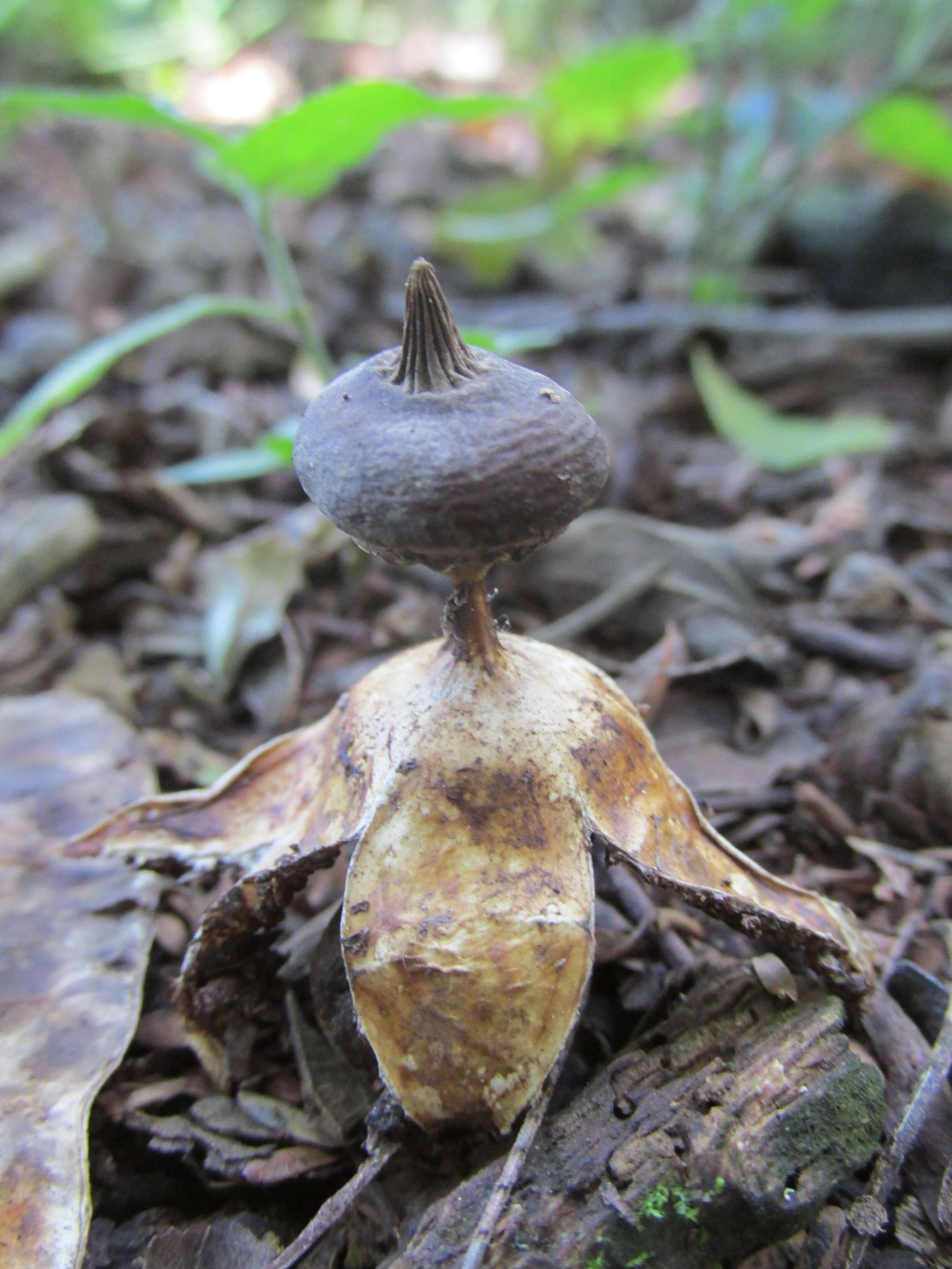 Image of Beaked Earthstar