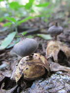 Image of Beaked Earthstar