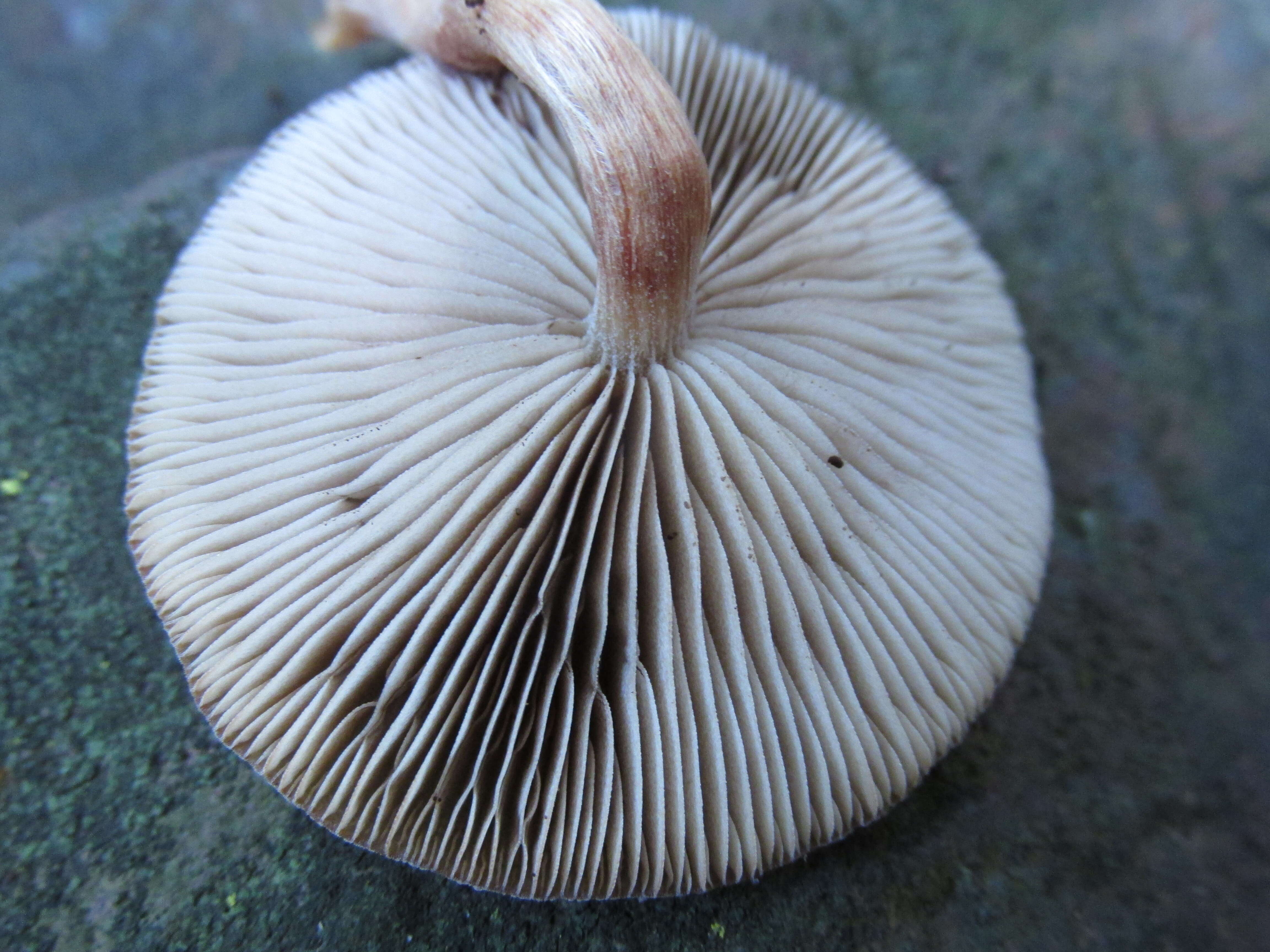 Image of Simocybe