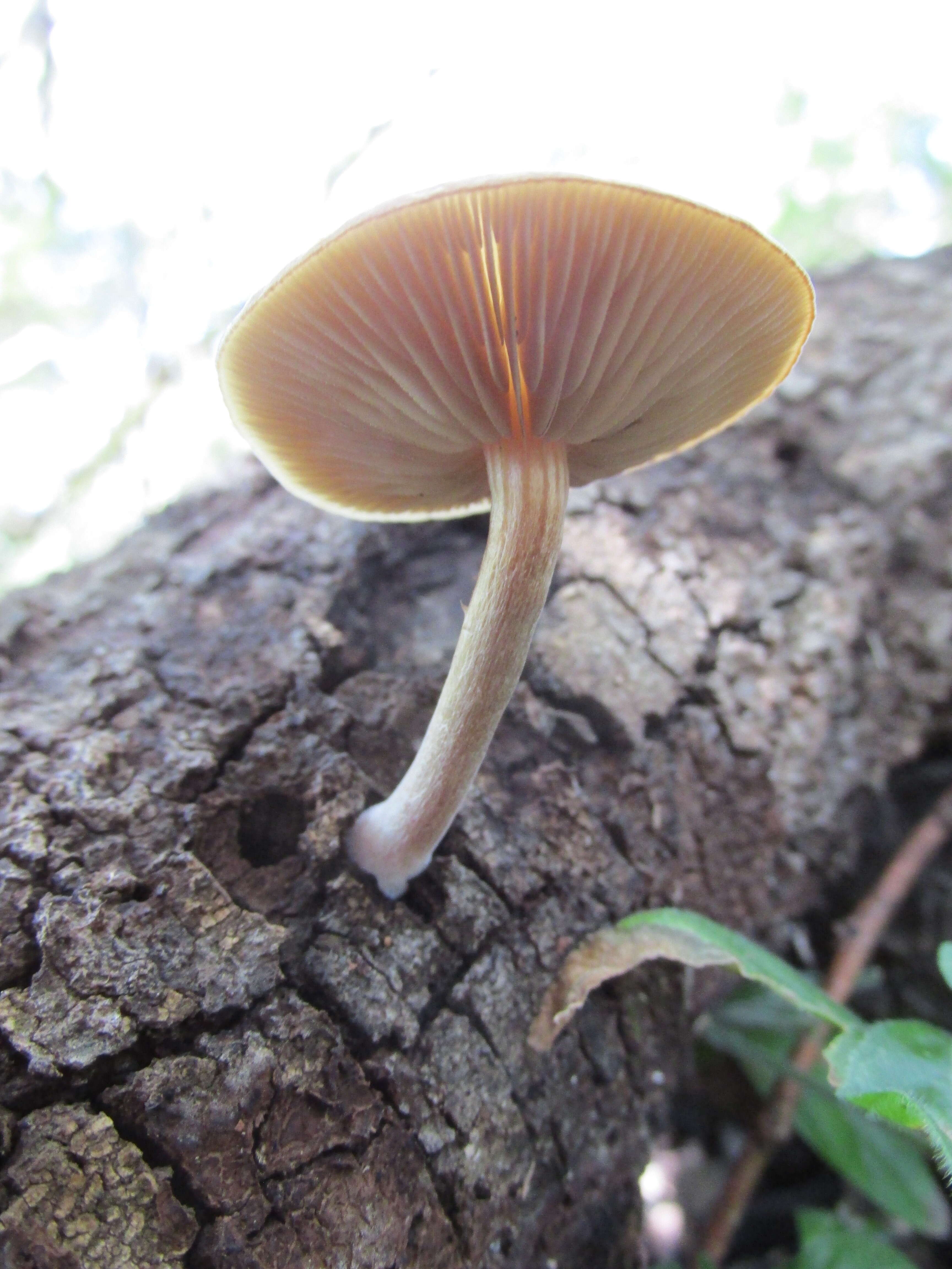 Image of Simocybe