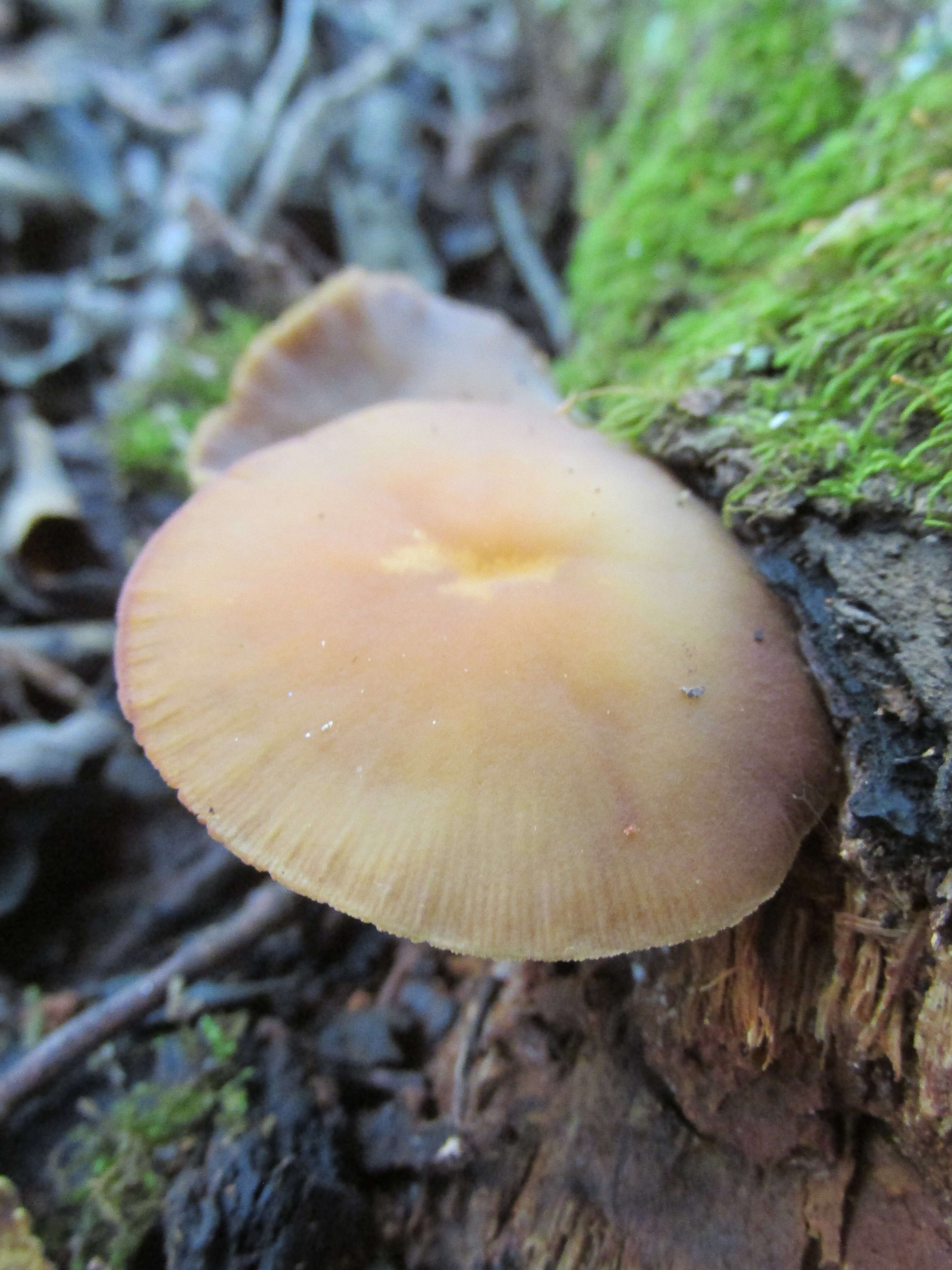 Image of Simocybe