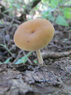 Image of Simocybe