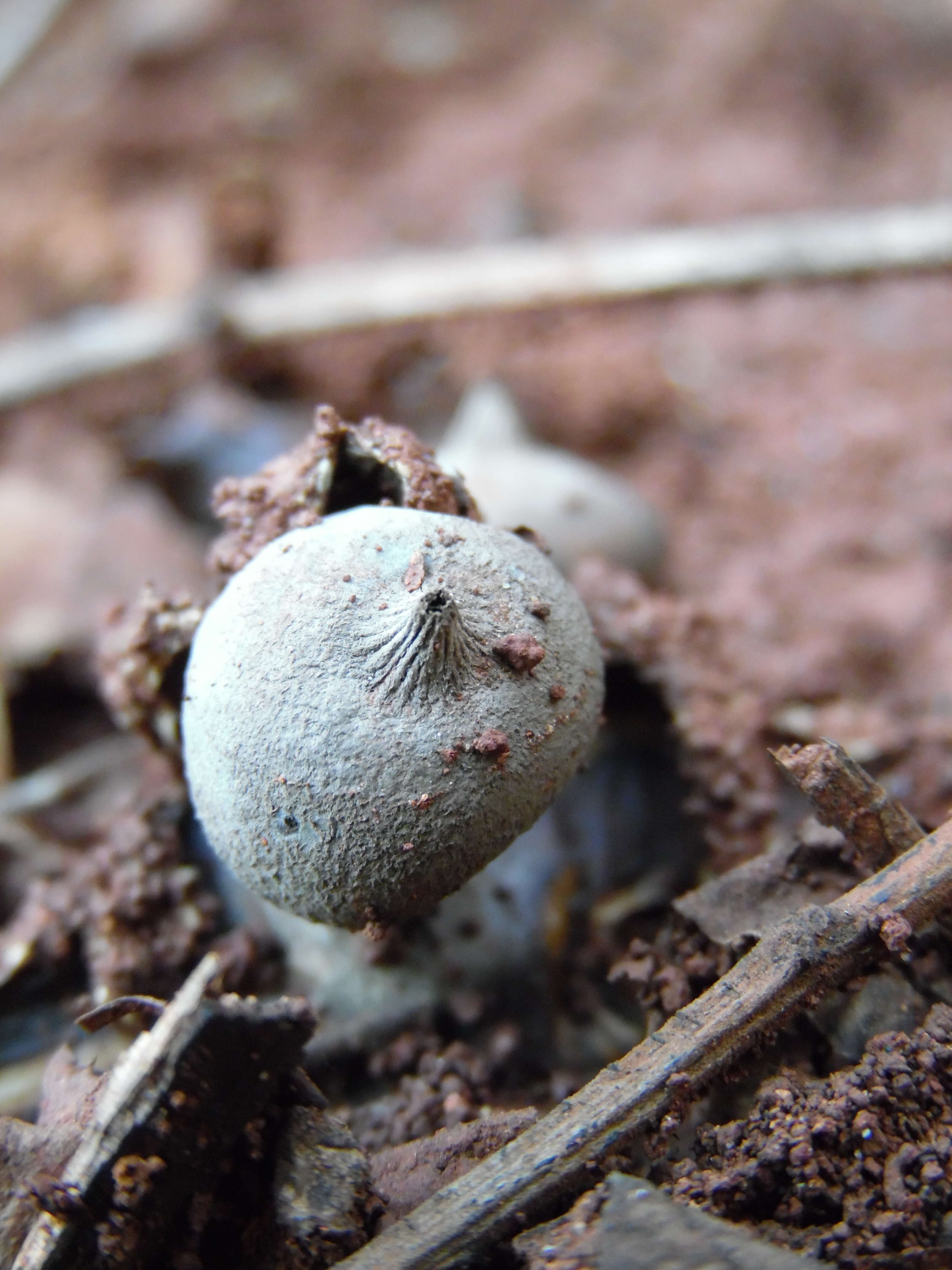 Image of Beaked Earthstar