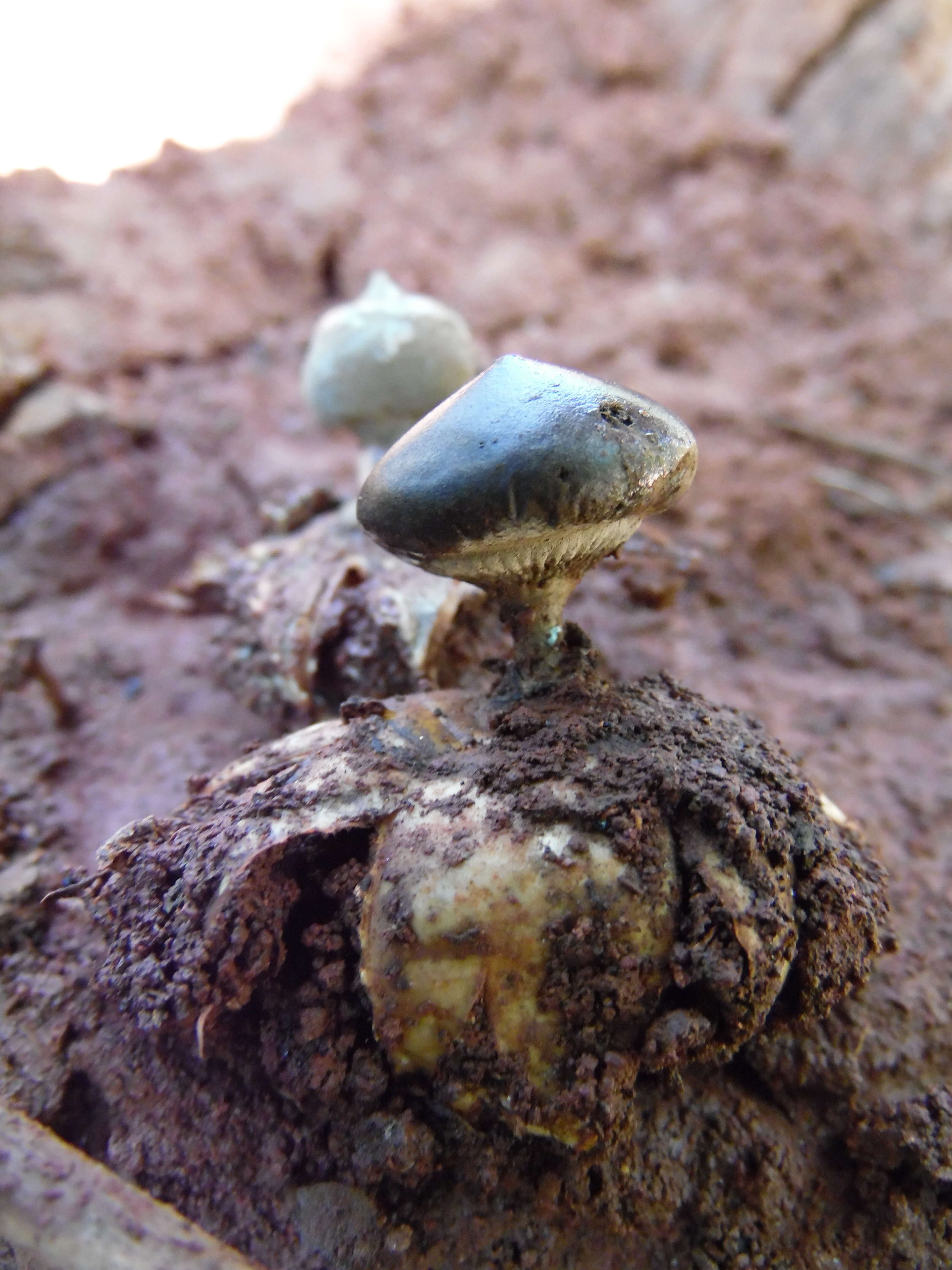 Image of Beaked Earthstar