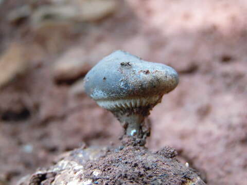 Image of Beaked Earthstar