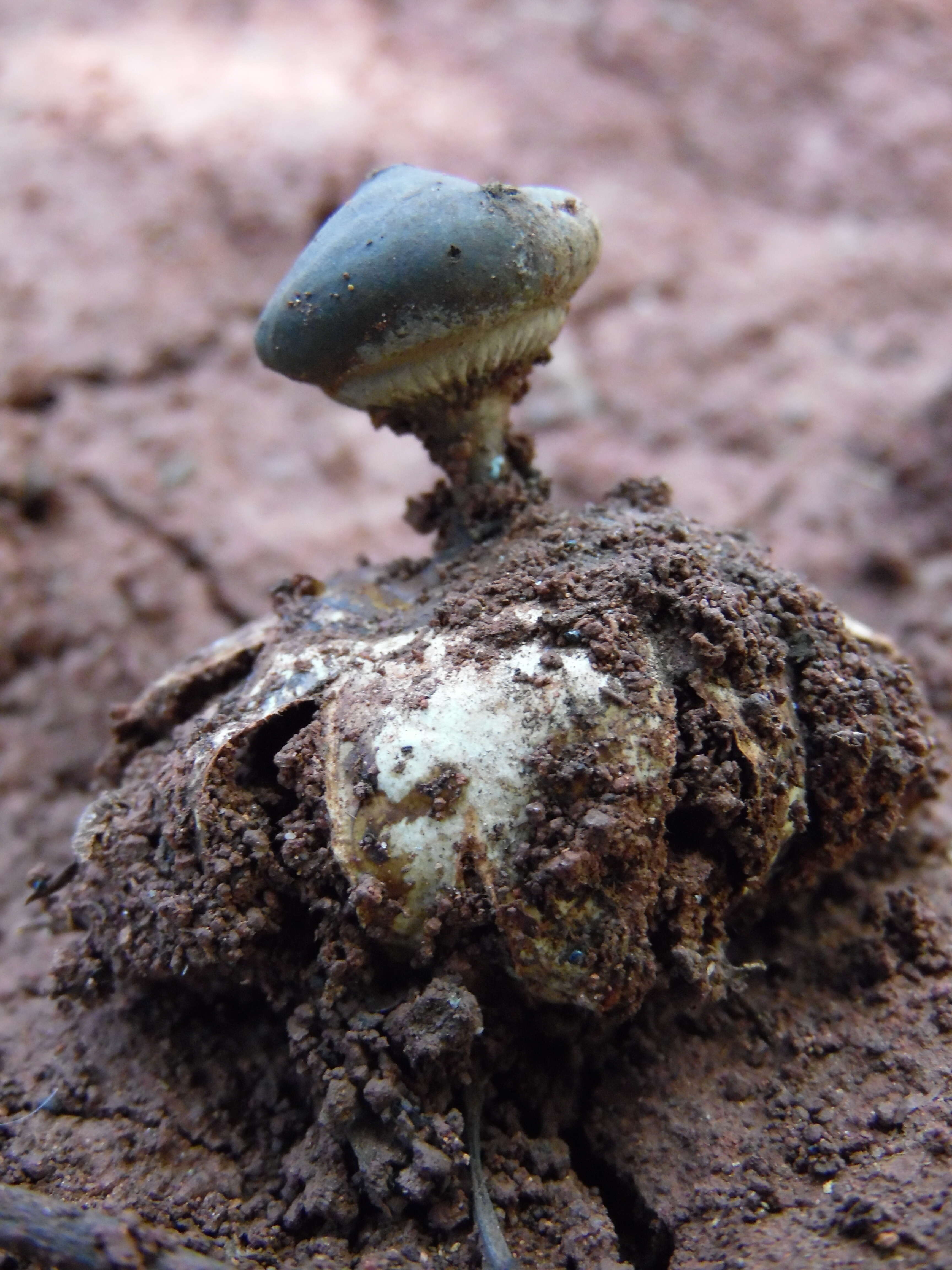 Image of Beaked Earthstar