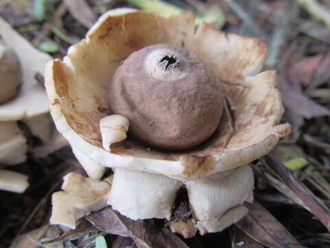 Image of Collared Earthstar