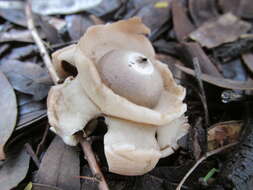 Image of Collared Earthstar