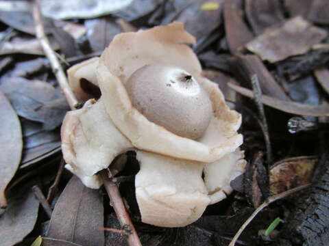 Image of Collared Earthstar