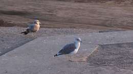 Larus californicus Lawrence 1854 resmi