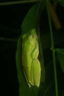 Image of Malabar Gliding Frog