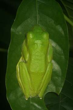 Image of Malabar Gliding Frog