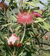 Image de Protea curvata N. E. Br.