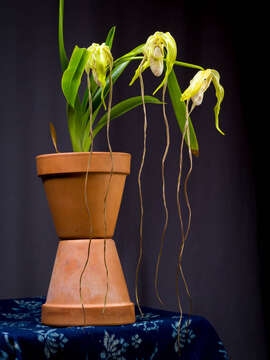 Image of Phragmipedium warszewiczianum (Rchb. fil.) Schltr.