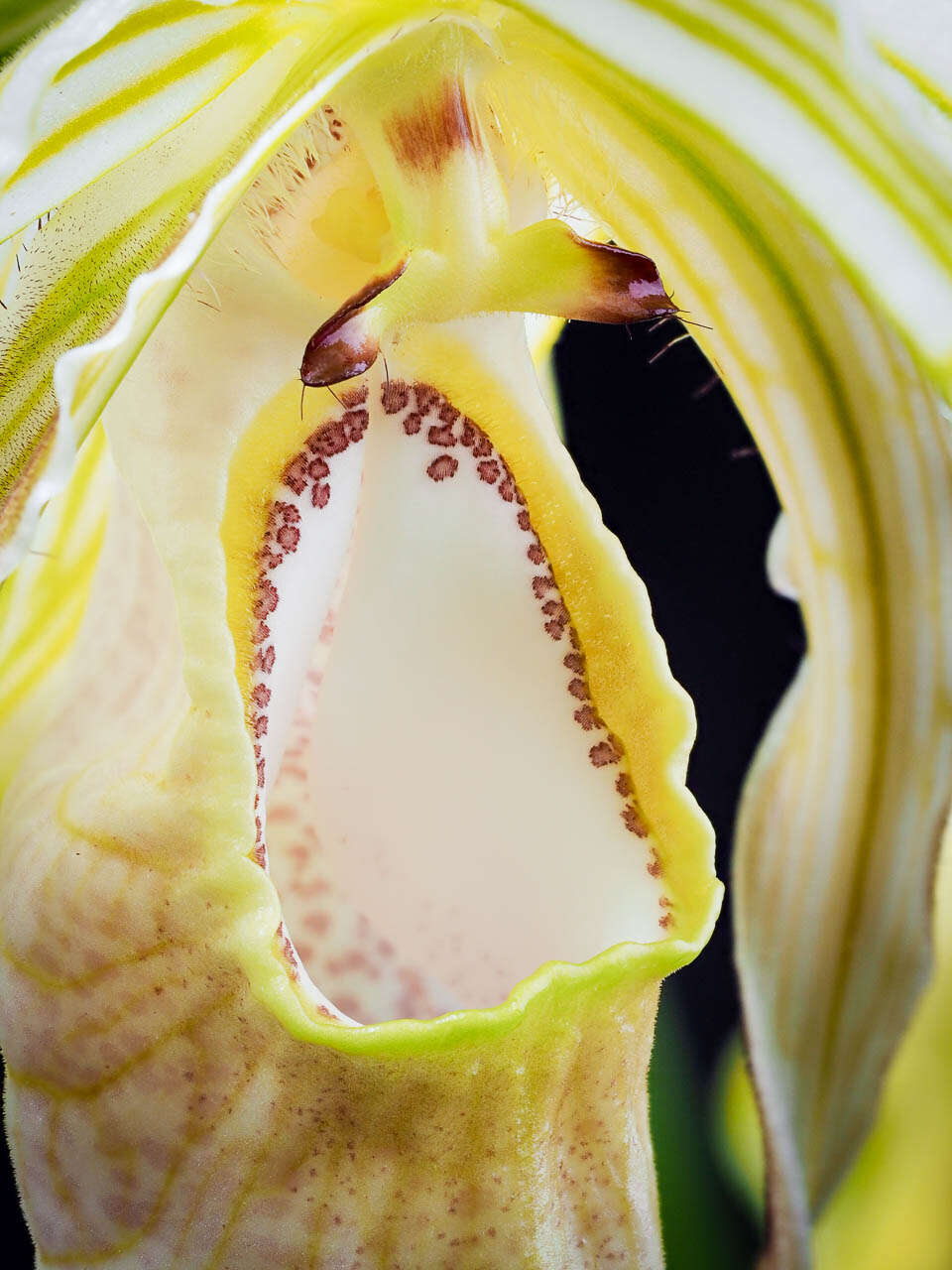 Image of Phragmipedium warszewiczianum (Rchb. fil.) Schltr.