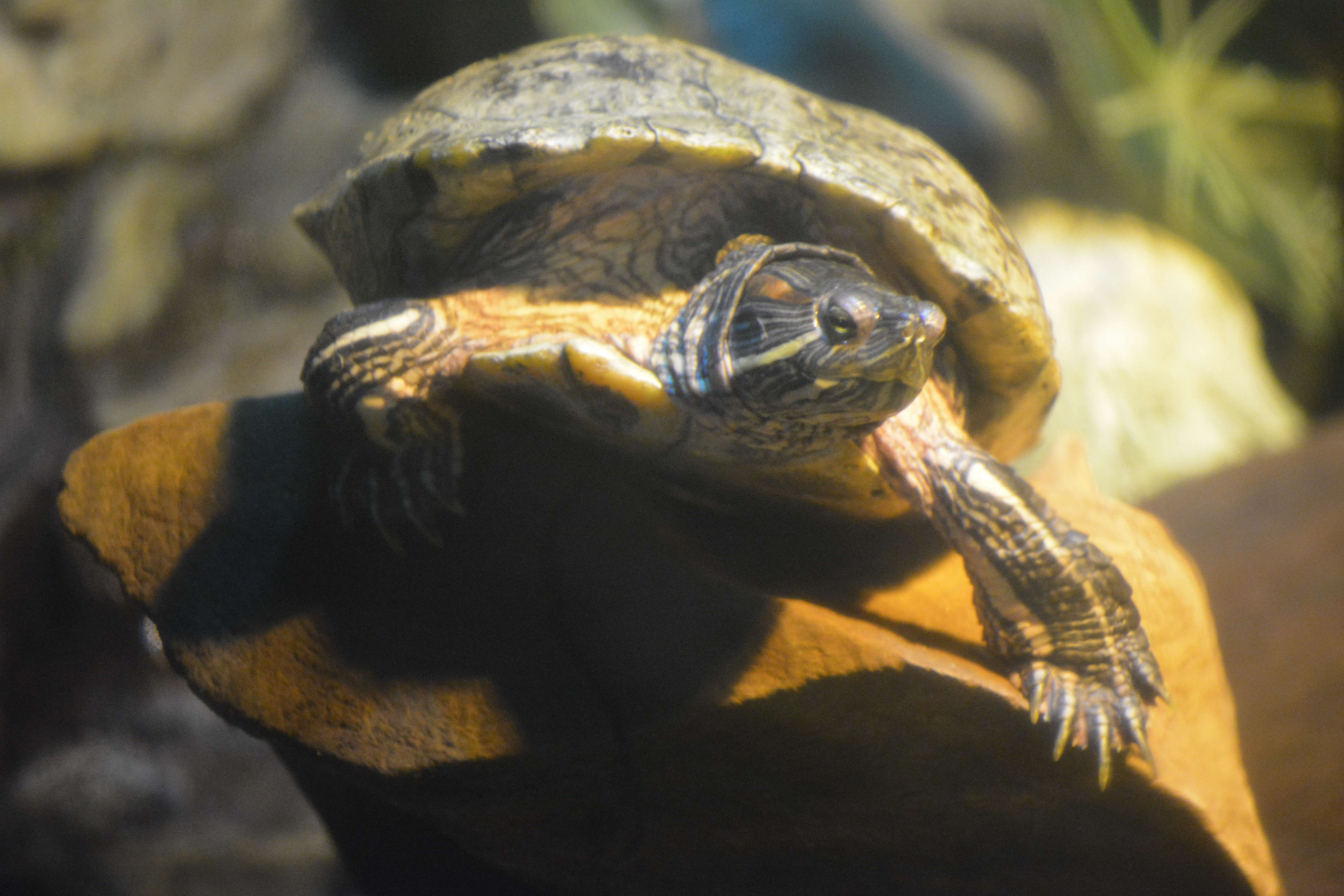 Image of slider turtle, red-eared terrapin, red-eared slider