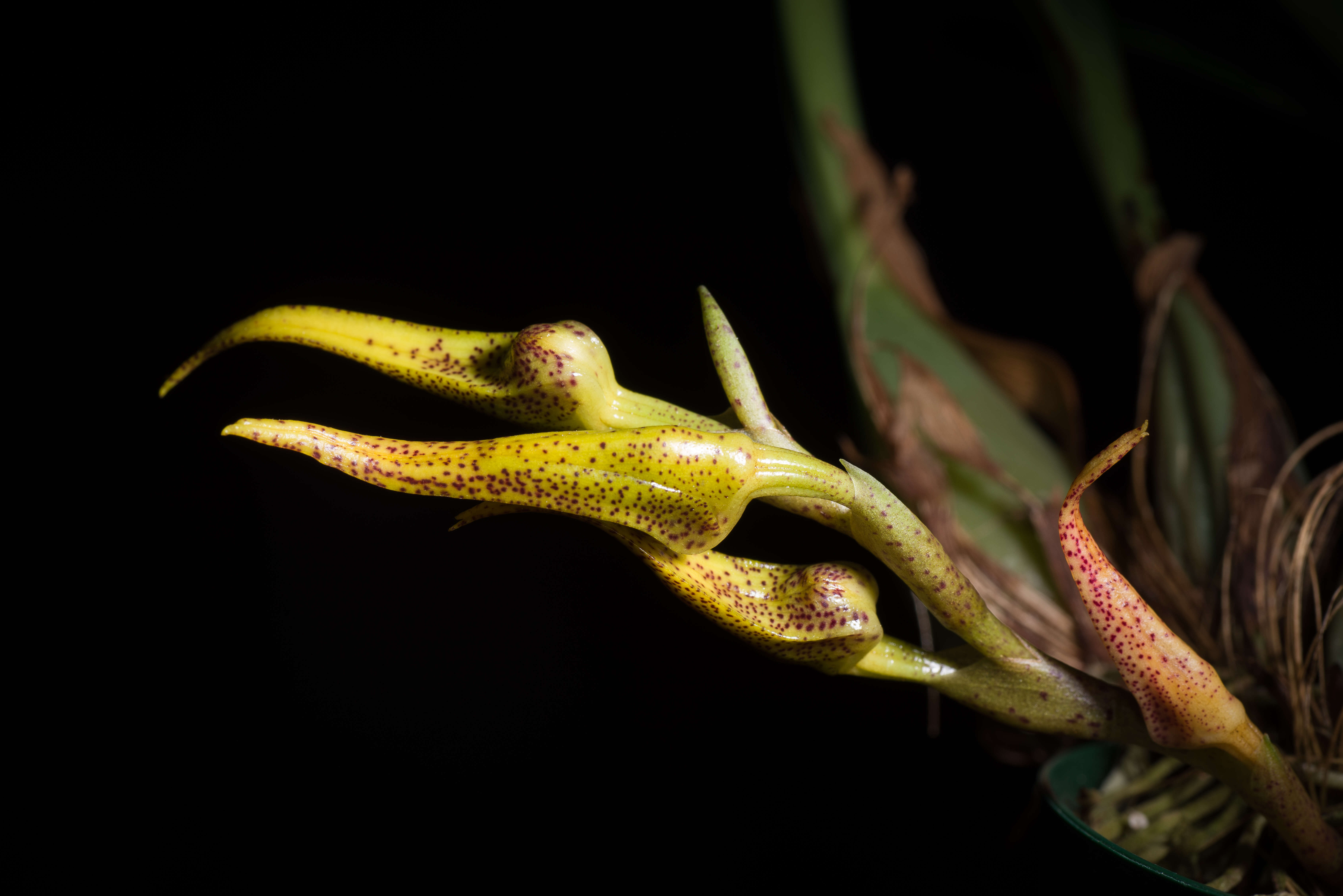 Image of Bulbophyllum recurvilabre Garay