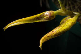 Image of Bulbophyllum recurvilabre Garay