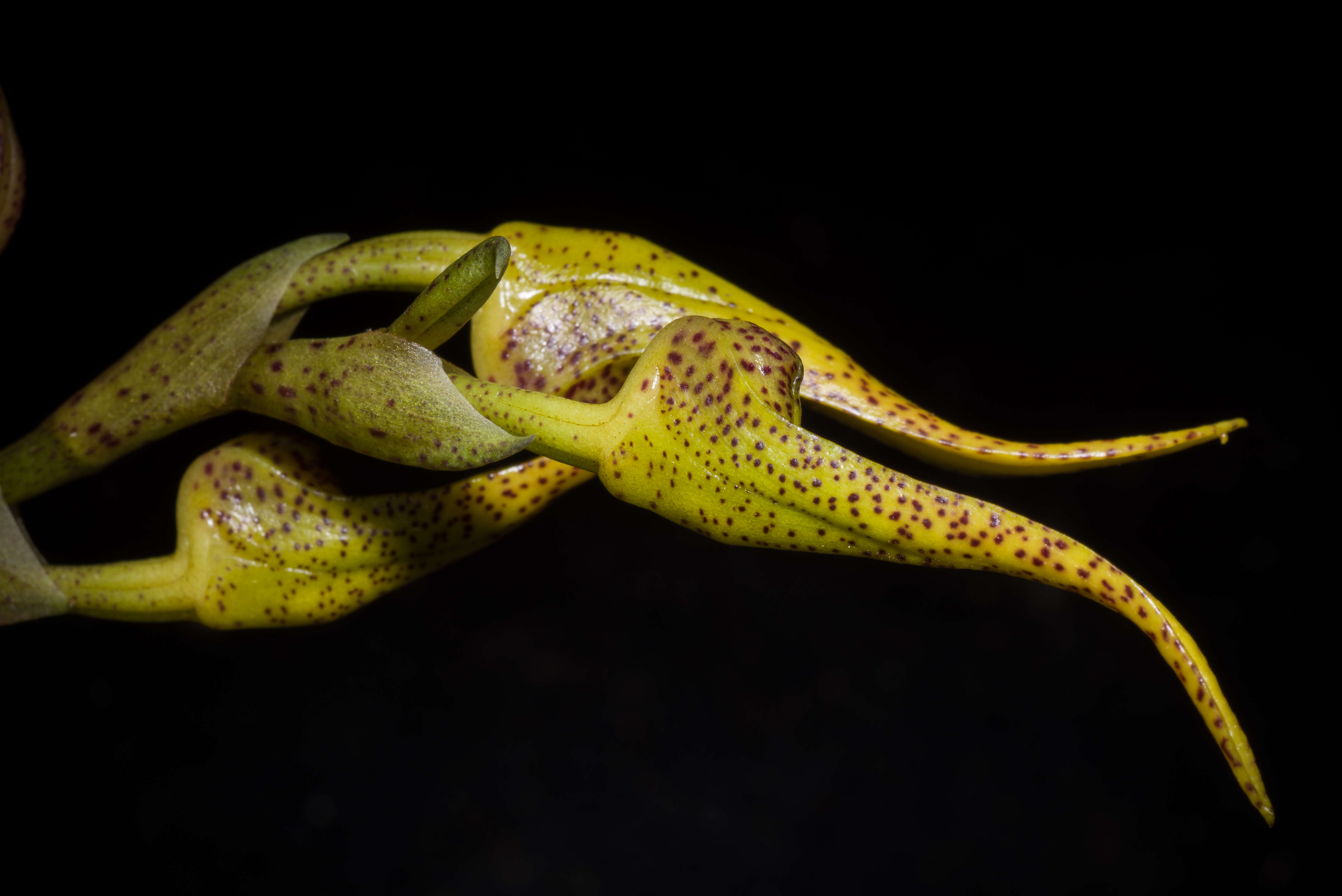 Image of Bulbophyllum recurvilabre Garay