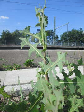 Image of prickly lettuce