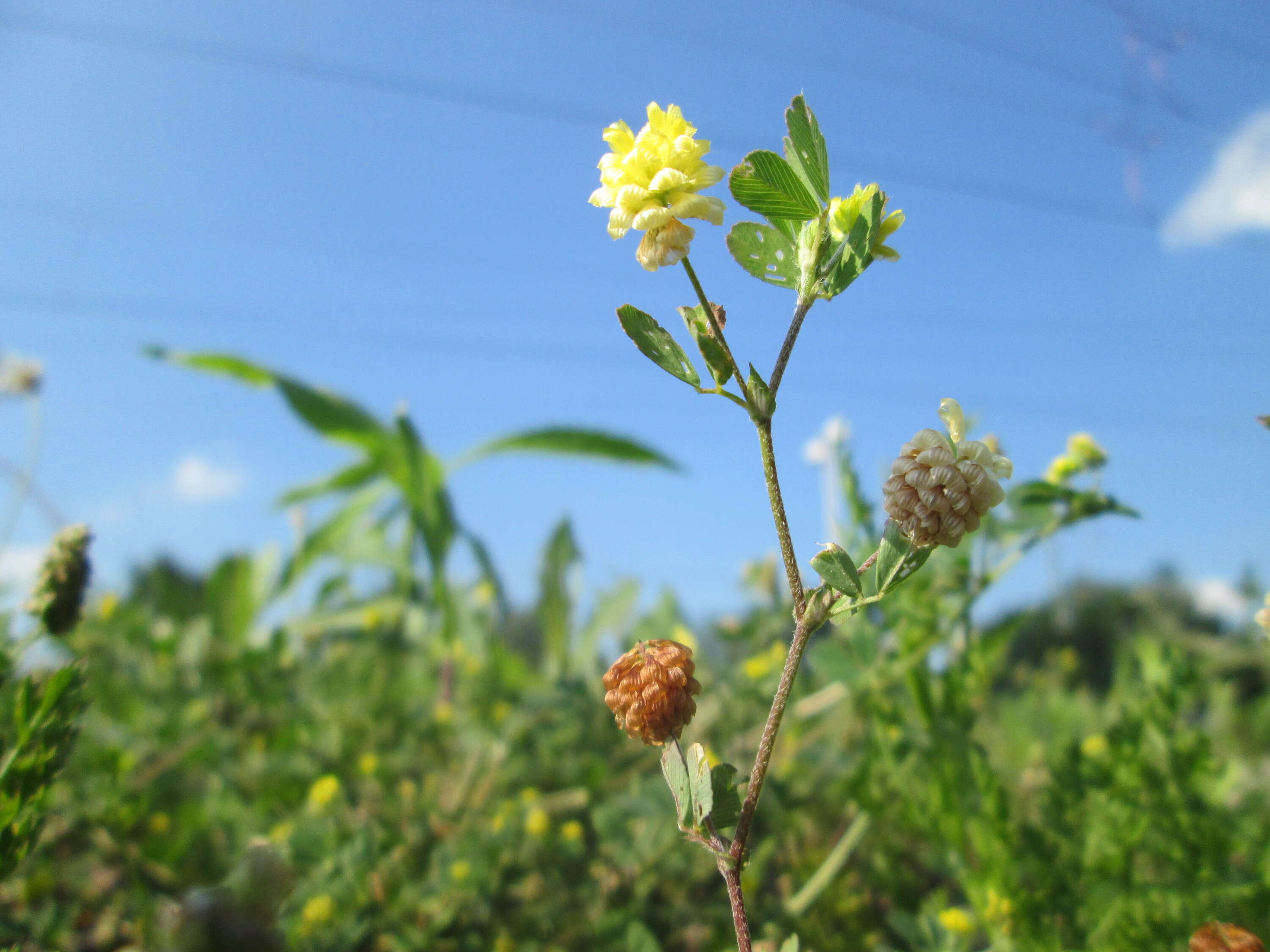 Image of field clover