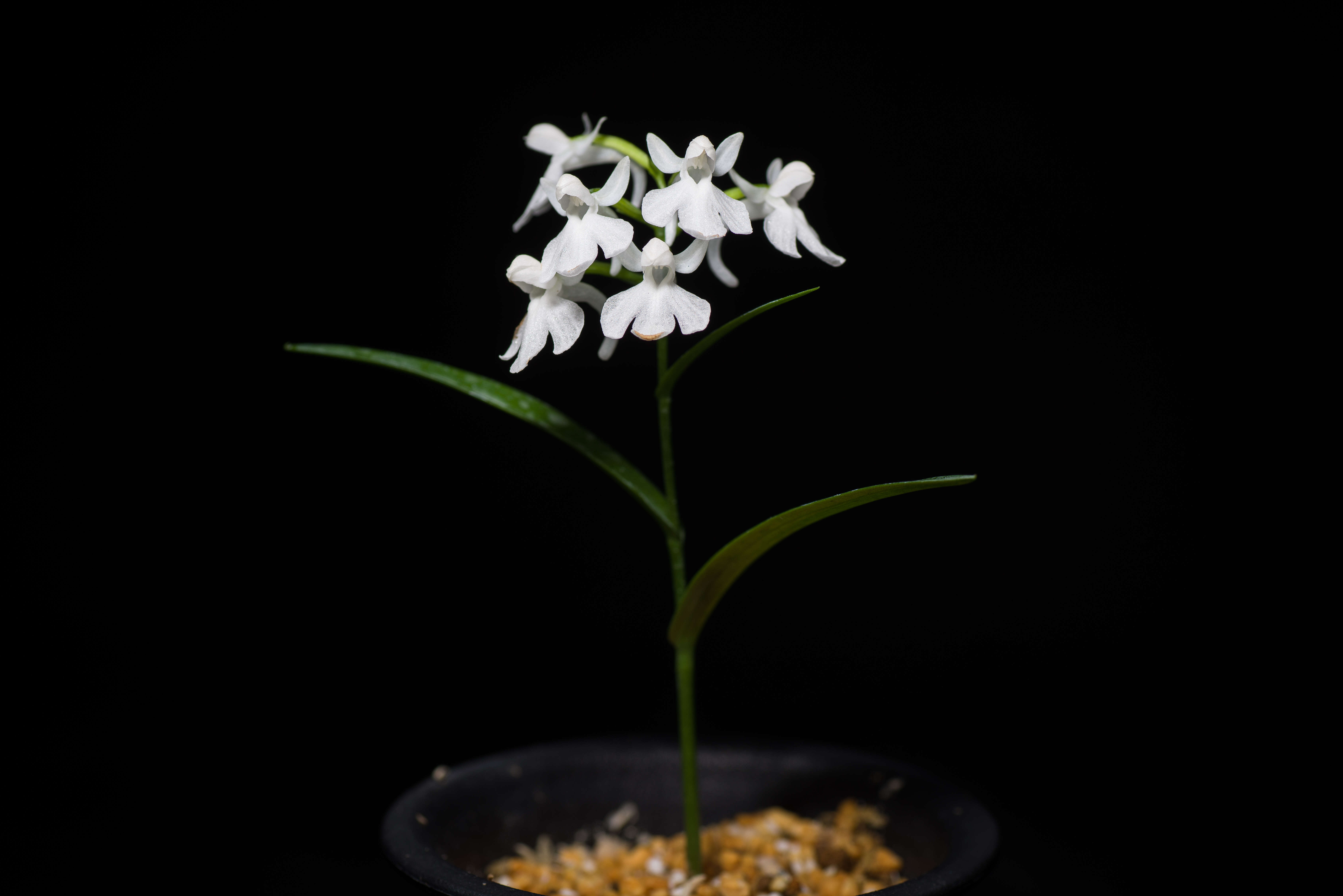 Imagem de Ponerorchis graminifolia Rchb. fil.